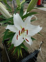 [4246 Universe EVR No02.JPG]